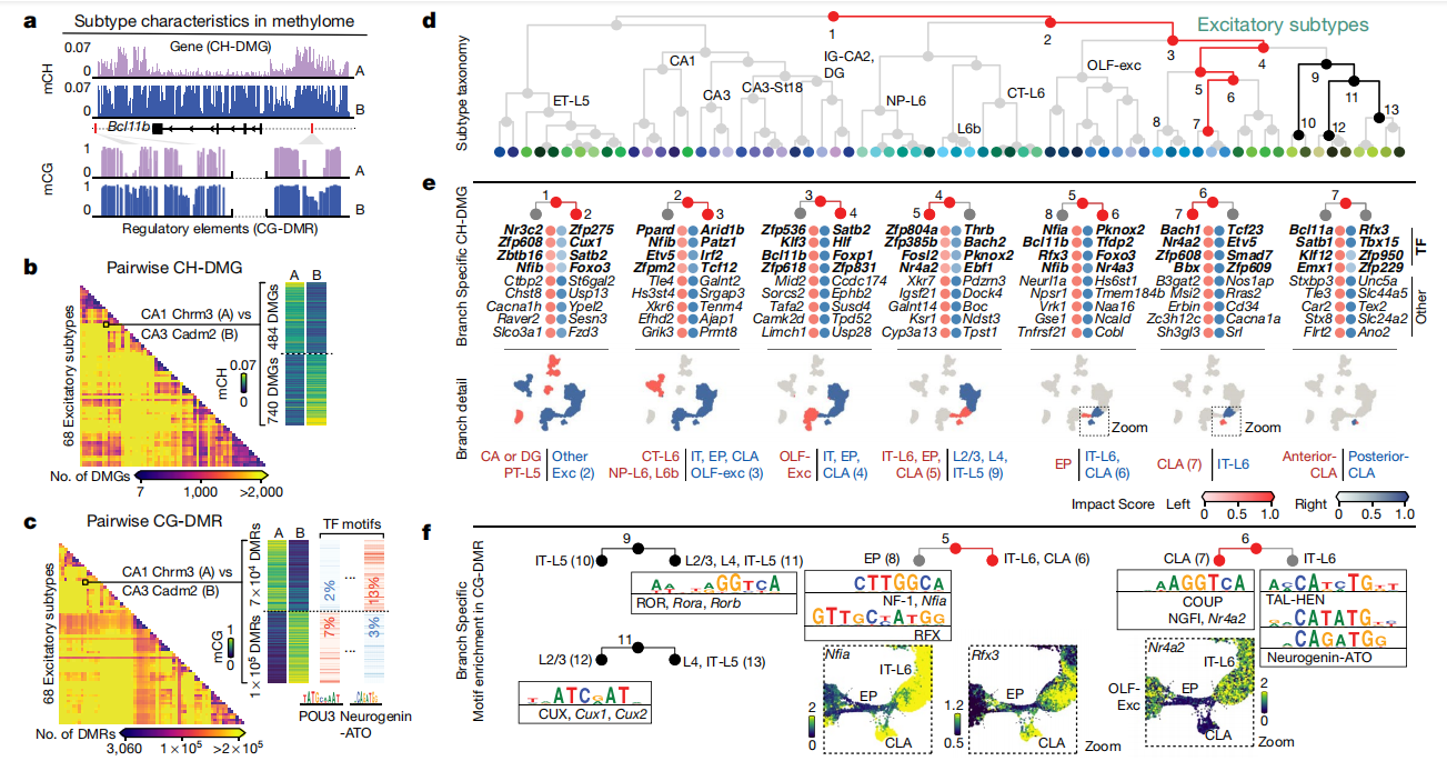 单细胞测序技术下的小鼠脑部dna甲基化图谱
