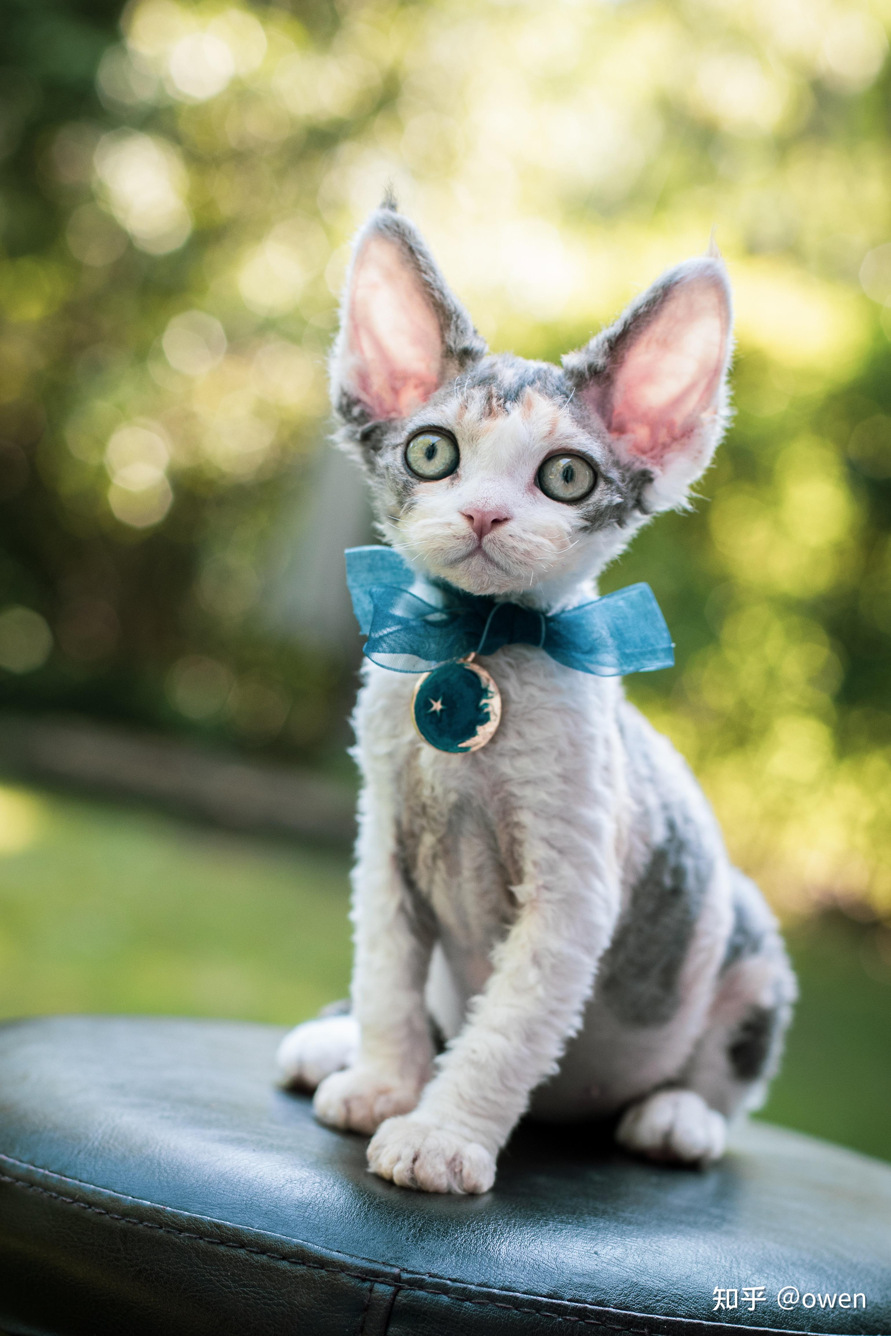 养德文卷毛猫是一种怎么样的体验