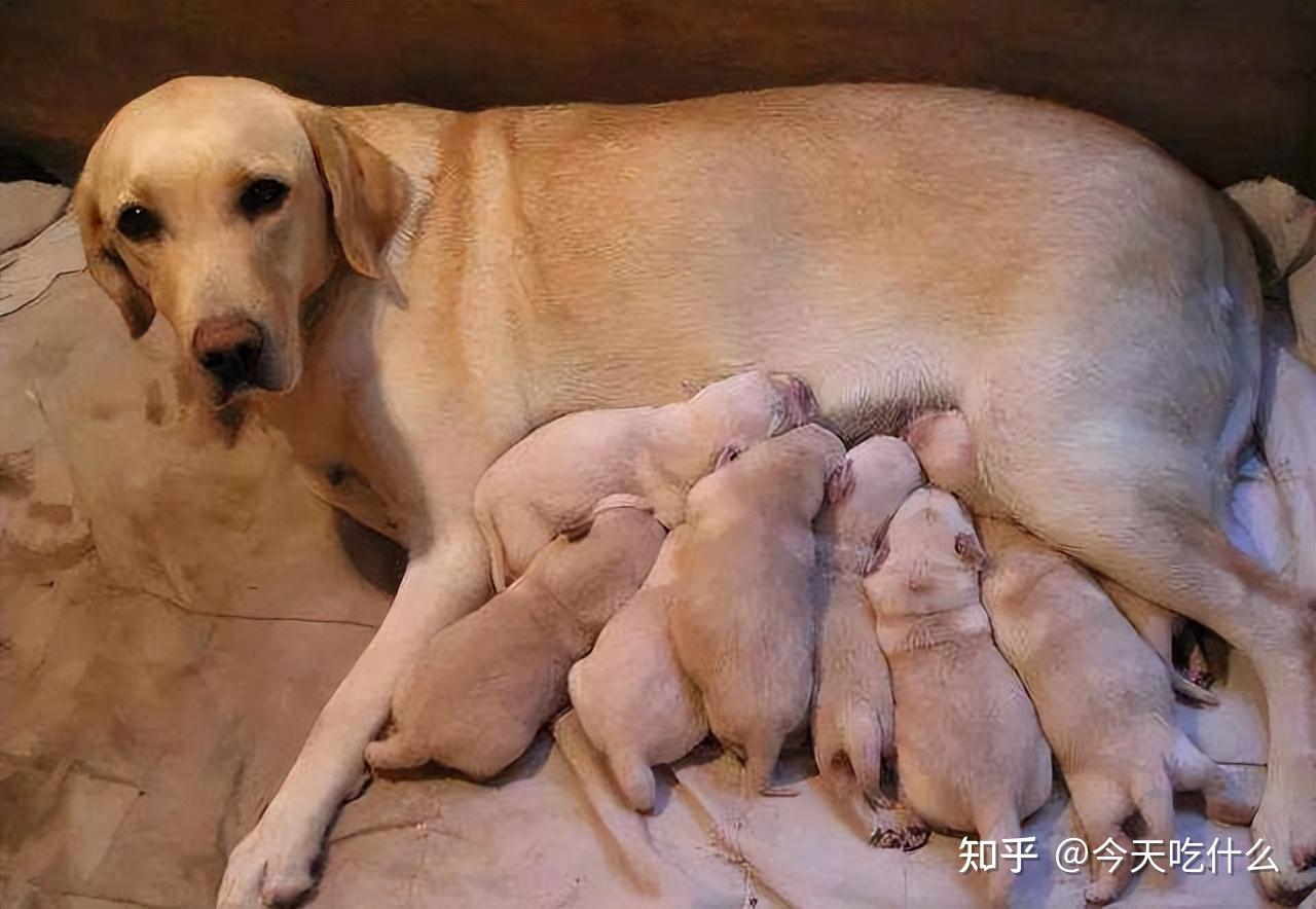 狗妈妈将幼崽叼给你,有这些含义!