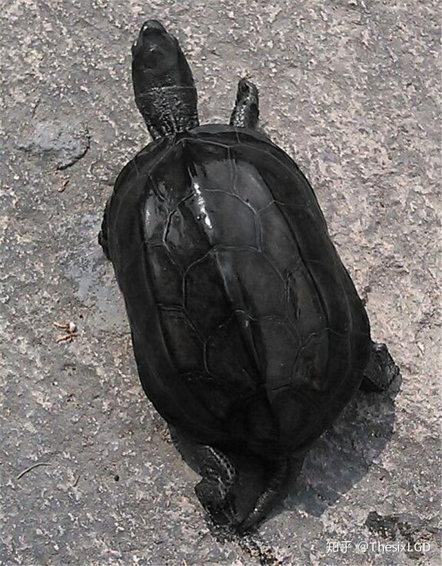 观赏龟墨龟是什么龟所谓的墨龟苗子真的存在吗