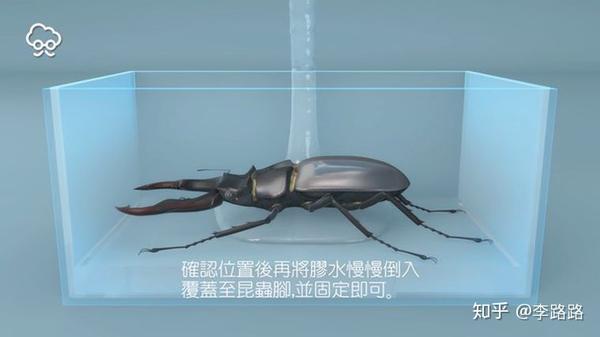 水晶滴胶diy教程环氧树脂做甲虫标本 知乎 水晶滴胶diy教程环氧树脂做甲虫标本 知乎