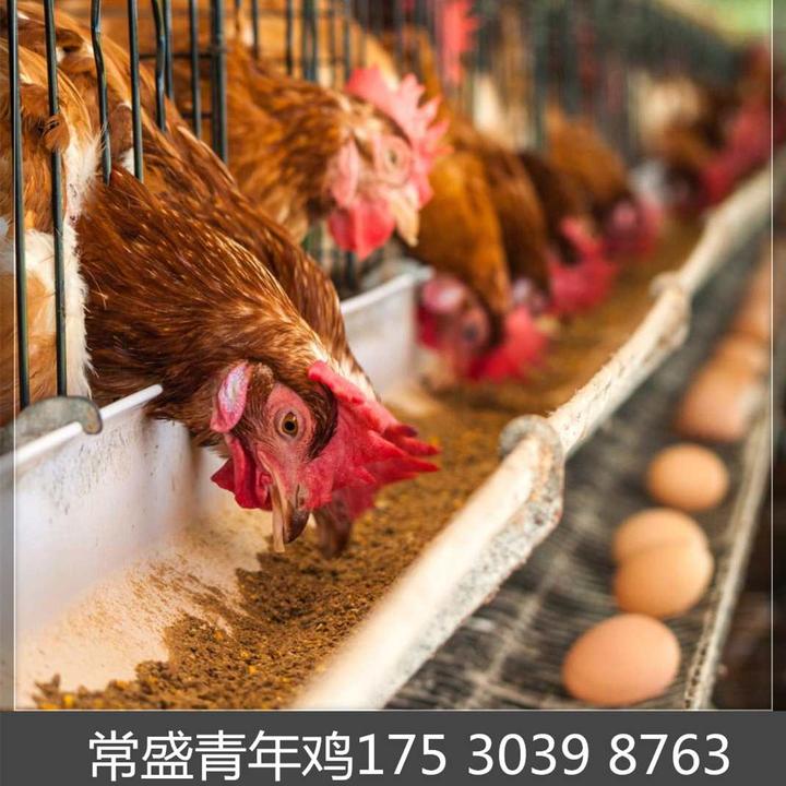气温突降养禽应强化应对措施 - 知乎