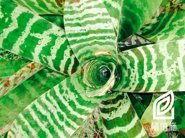 「植培施」67虎纹凤梨vriesea splendens 温室花卉栽培手册