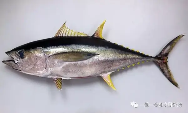 王者的荣耀——金枪鱼 - 知乎