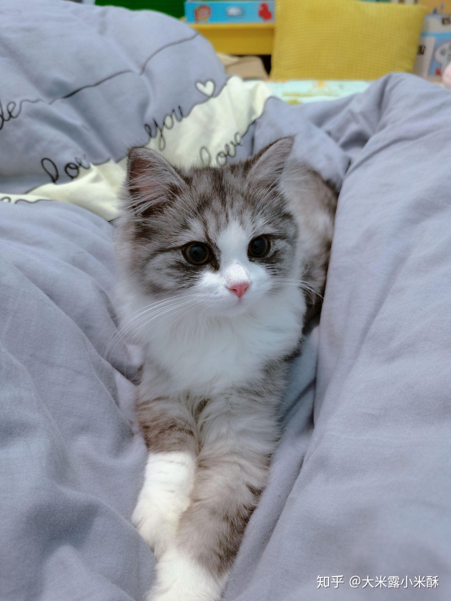 大伙有养英短串布偶的图嘛