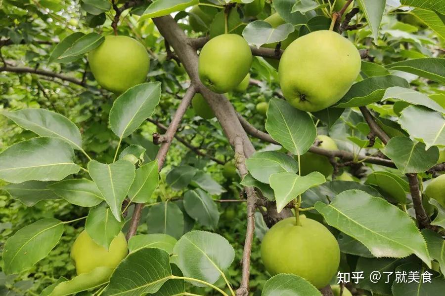 你吃过早酥梨吗?味道如何?有啥好处? - 知乎