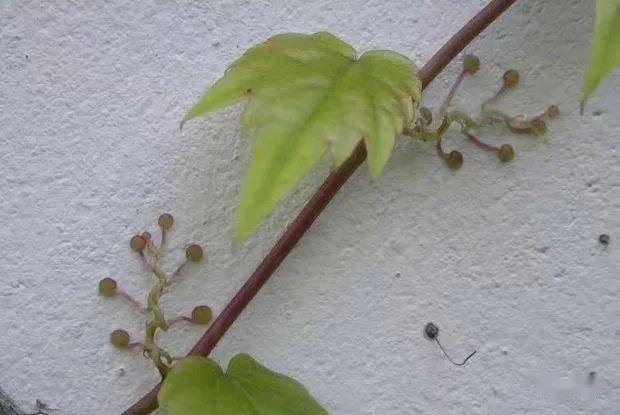 地锦的茎卷须图片来自:http://garden-en.