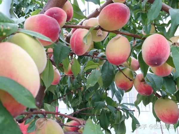 带你识别桃仁 - 知乎