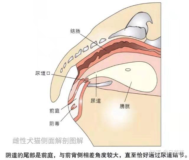 遇到尿闭不要急,马苗苗教你来导尿