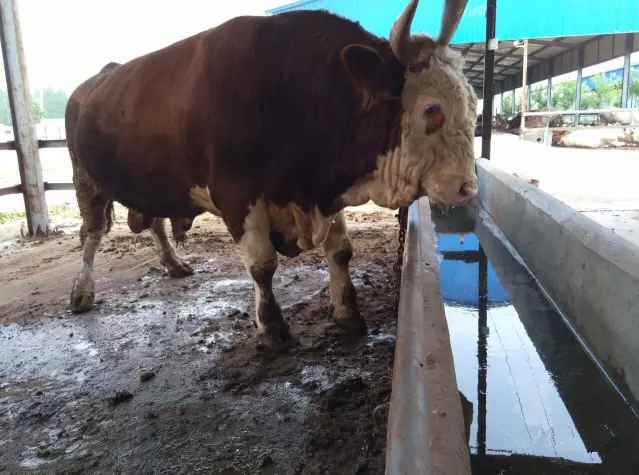 牛价一直上涨为何养牛不赚钱是饲养方法还是买牛与卖牛