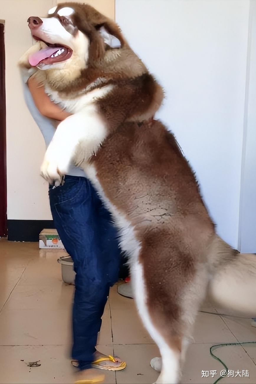 1,阿拉斯加犬