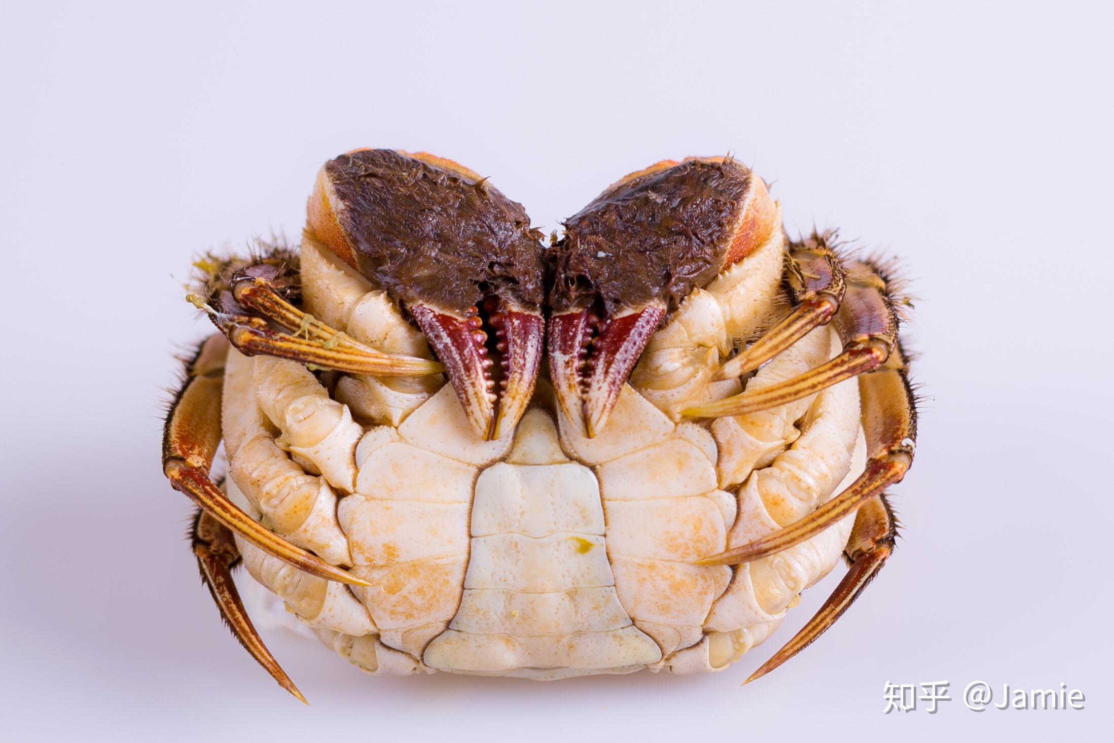 大闸蟹 大螃蟹 美食食品拍摄 商业摄影 大潘摄影_金光高照-站酷ZCOOL