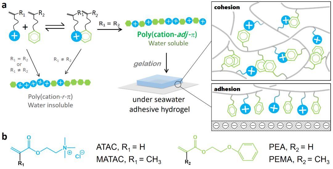 北海道大學龔劍萍團隊自然通訊鄰位陽離子苯環序列賦予其水凝膠在海水