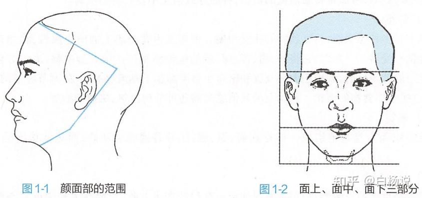 【科普】一文带你了解 口腔颌面部区域的划分和生理功能 - 知乎