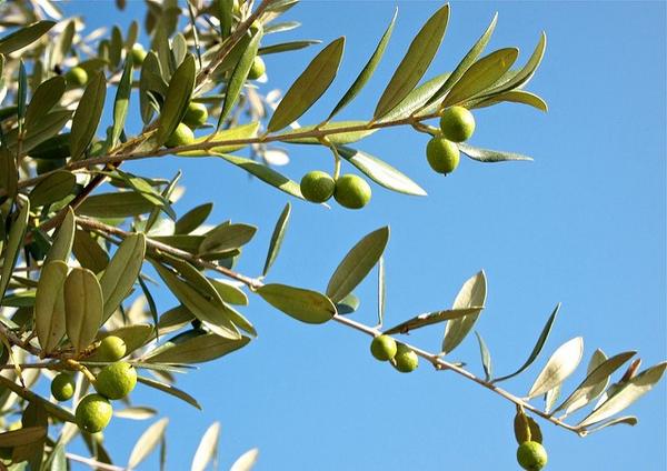 5月下旬诞生花 知乎