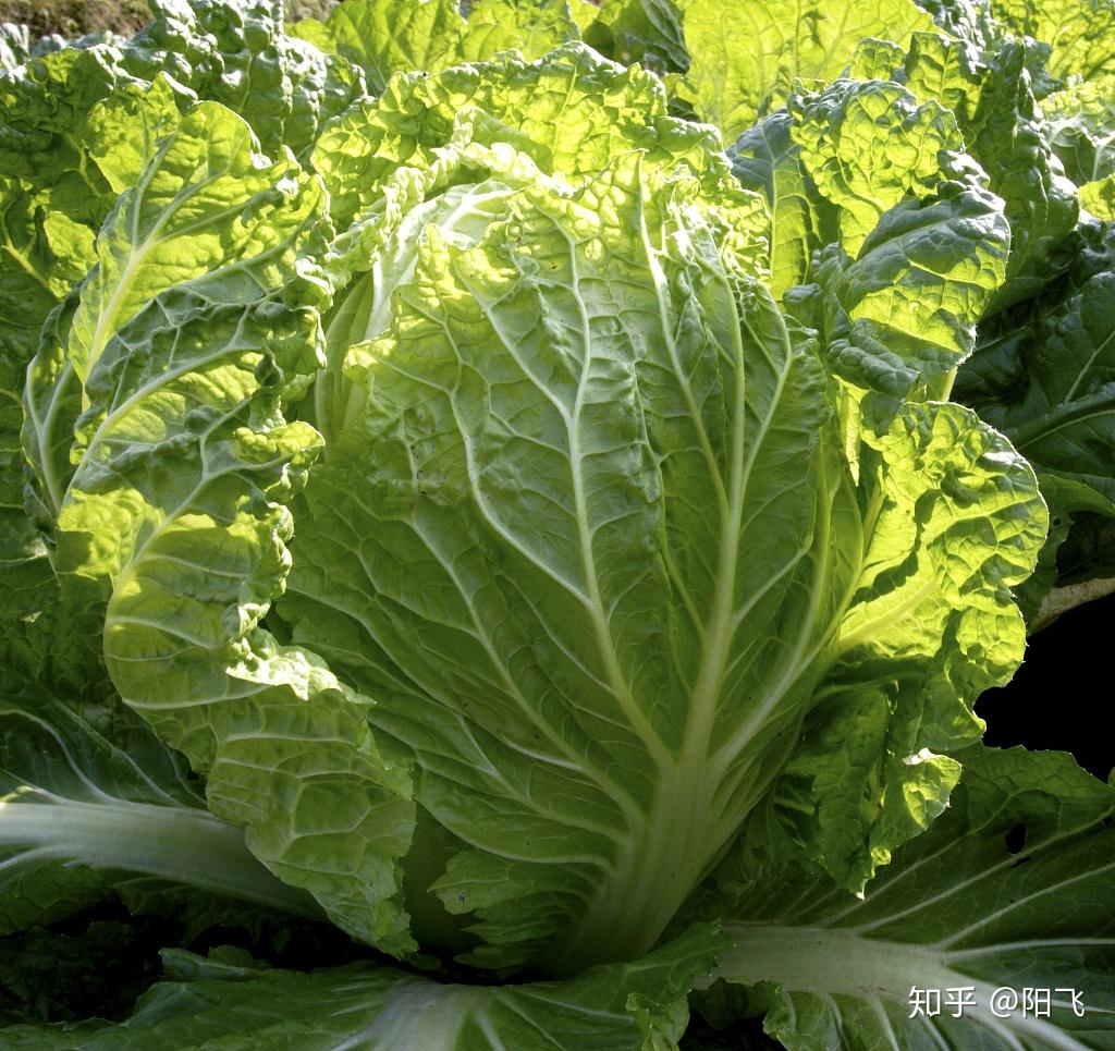 高山夏白菜栽培技术分享做好田间管理措施防抽薹和叶球松散