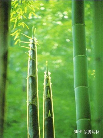 竹子有自强不息，顶天立地的精神，关于竹子的古诗句，值得收藏！ - 知乎