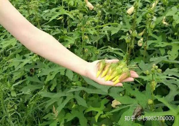 贵州安顺岩上金花葵:金花葵的神奇功效和药用价值