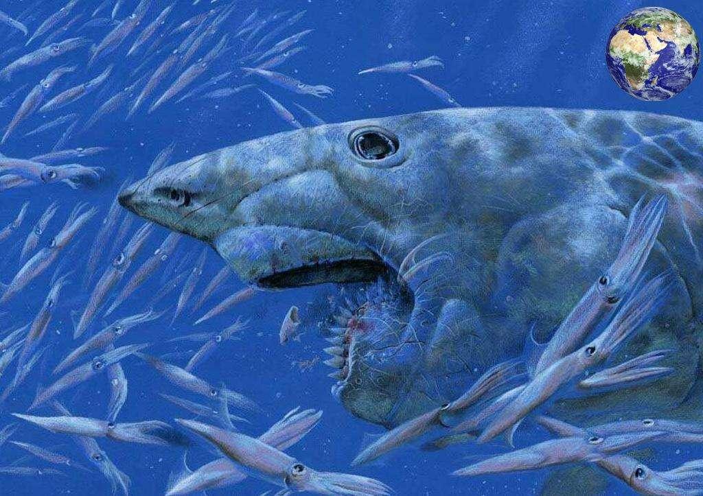 舟學考據幽靈鯊是姬佬還是旋齒鯊lesbianorhelicoprion