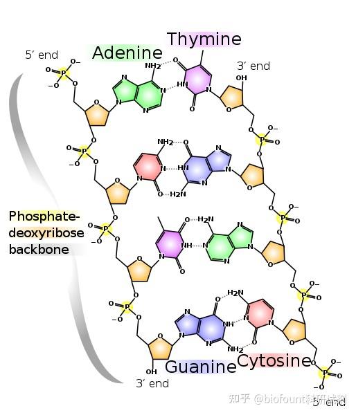 DNA和RNA中的糖有什么区别 - 知乎