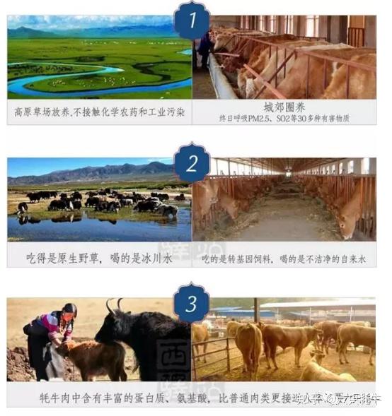 清真牛肉和普通牛肉的区别 v2-c94bf60b99f8cb48679fe415128e3270_r.jpg