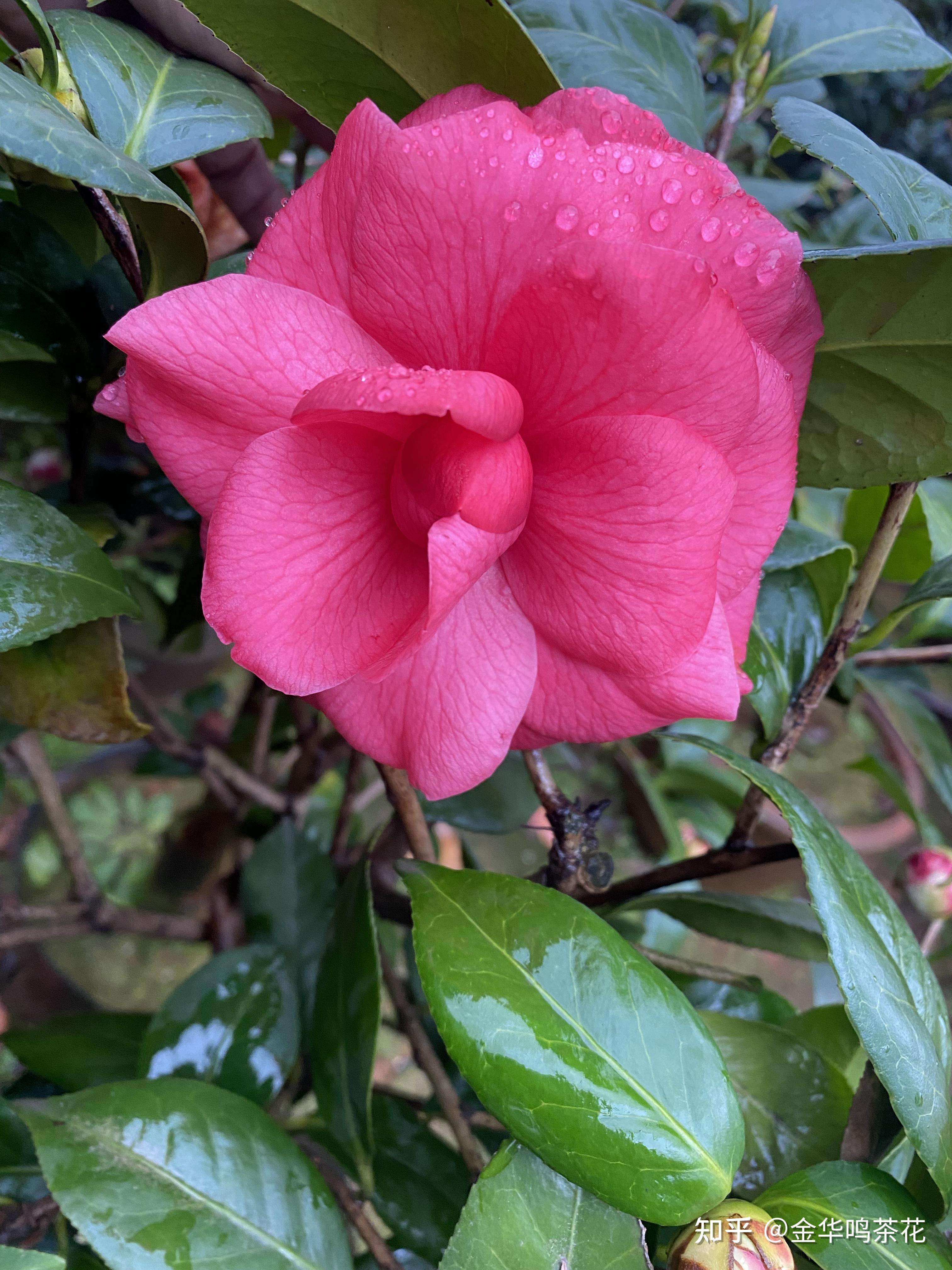 花仙子茶花 