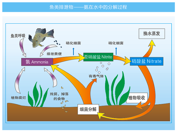 硝化反应条件图片