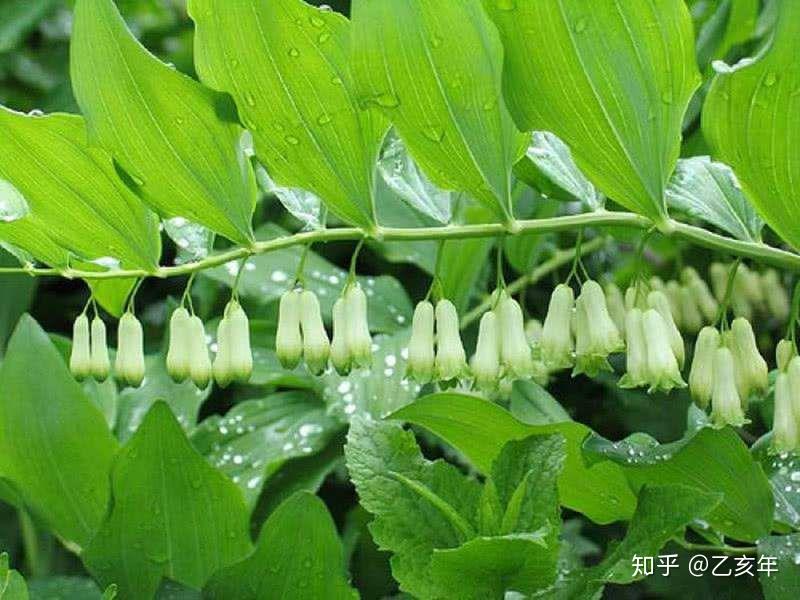 如何区分鸡头黄精和玉竹得区别 - 知乎