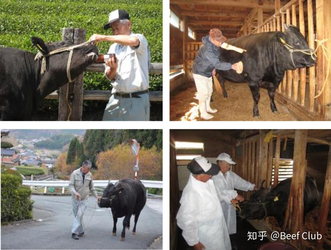 *和饲养者的匠心一同成长