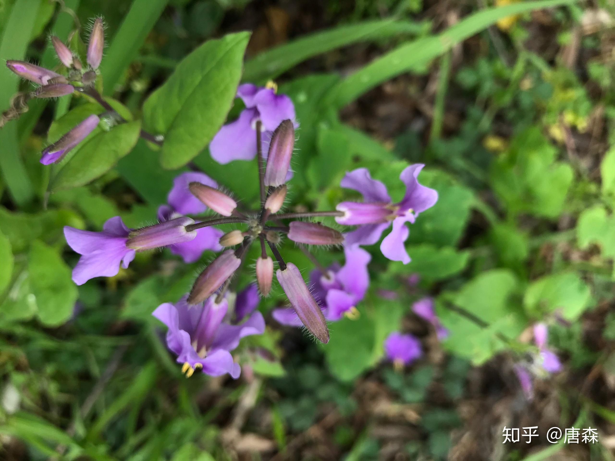 杨柳阴阴细雨晴残花落尽见流莺