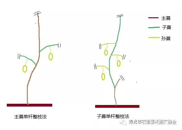 西瓜整枝诀窍图片