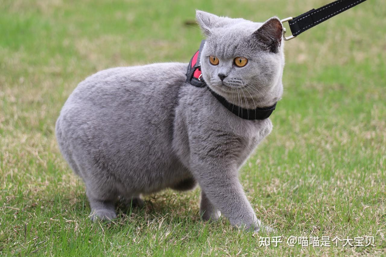 为什么新手最好饲养“公猫”?真是一语惊醒梦中人 - 知乎