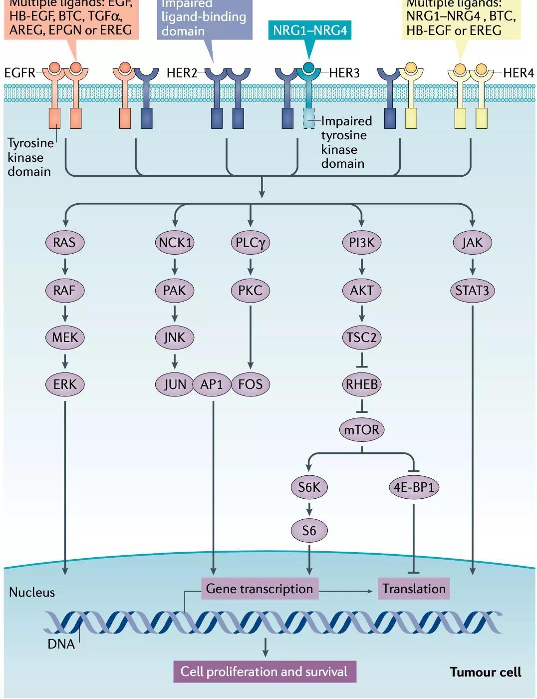 egfr突变免疫治疗趋势靶向联合ici克服异常信号对免疫治疗的抗性