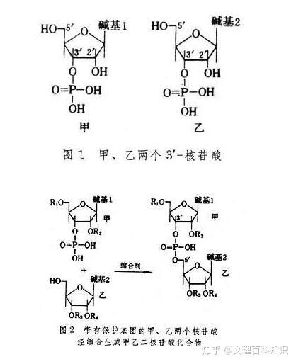 核苷酸如何形成核酸链 核苷酸形成核苷酸链的方式 诺亚时报