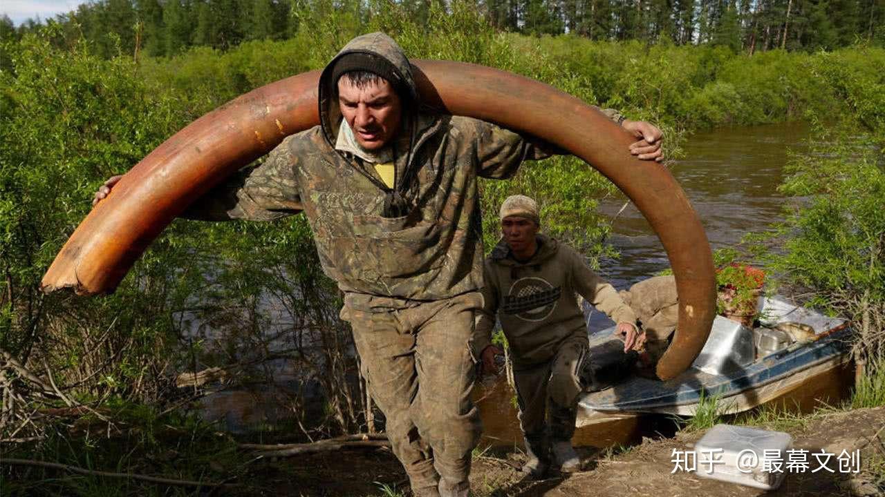 西伯利亚挖尸人猛犸象牙出土