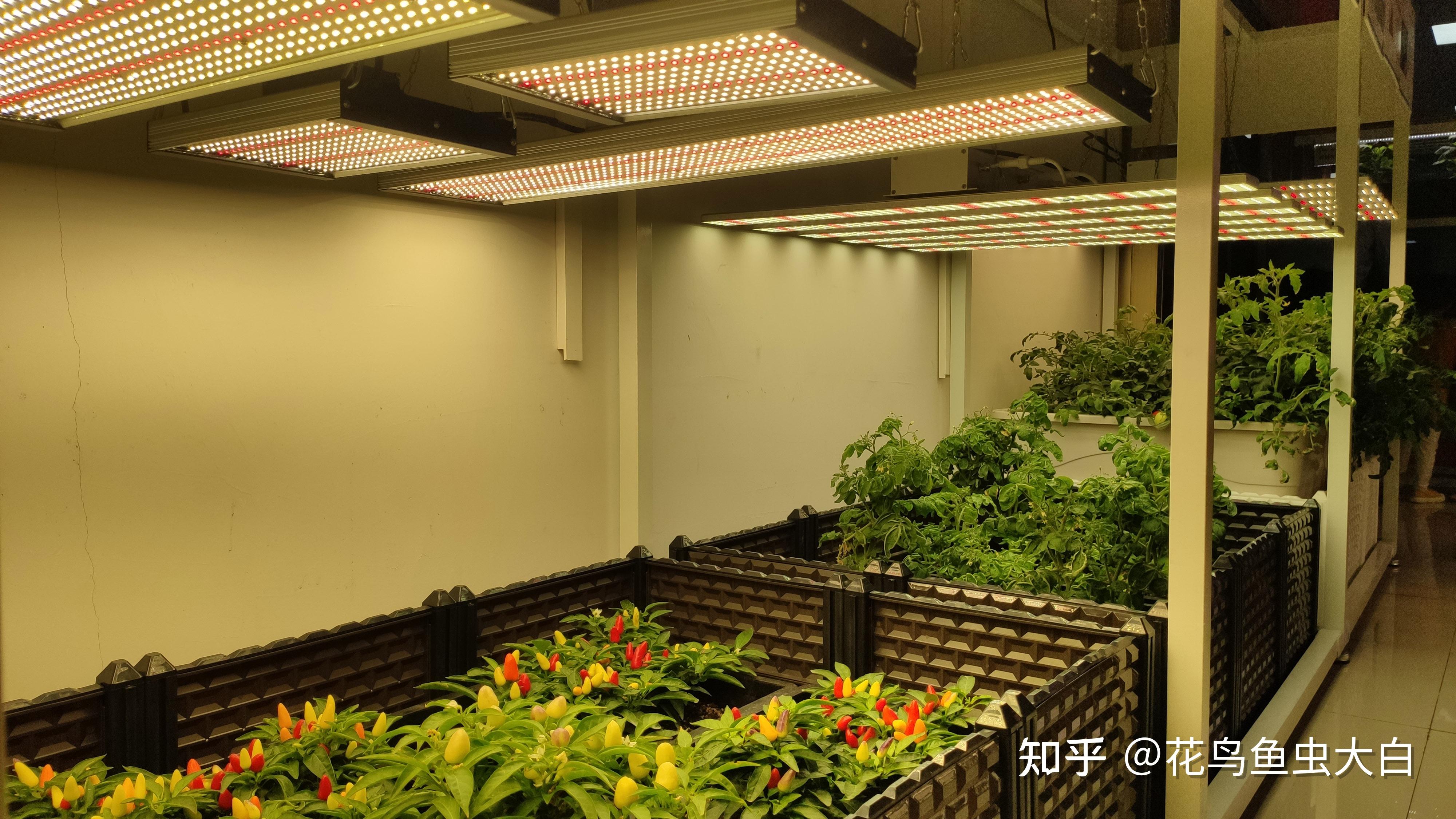 今天聊一聊led工业大麻种植灯给led植物生长灯带来的机遇