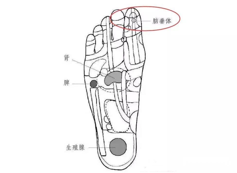 足部脑垂体的位置图图片