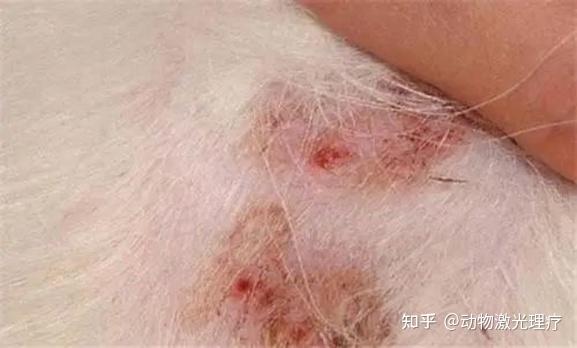 镭射激光对宠物皮肤病的治疗作用 - 知乎