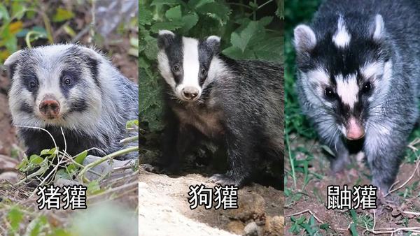 新疆发现“山獾”,长着一个猪鼻,四肢有利爪,遇人会站起来示威 - 知乎