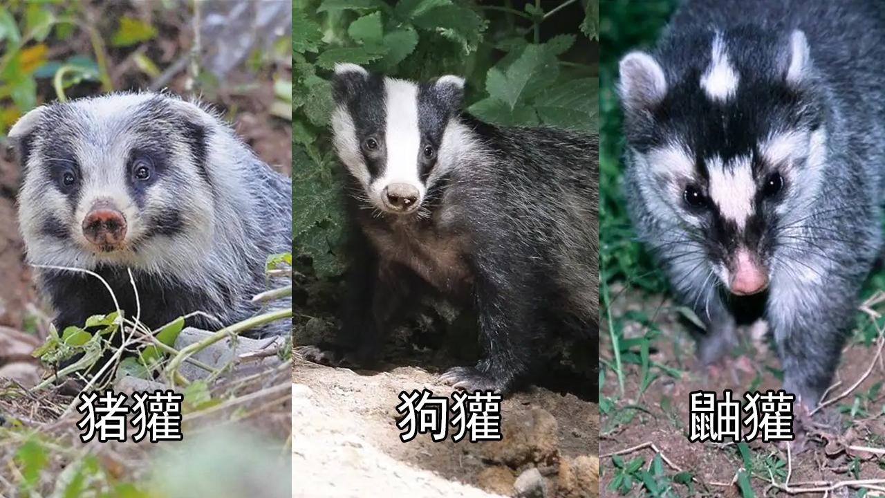新疆发现“山獾”,长着一个猪鼻,四肢有利爪,遇人会站起来示威 - 知乎