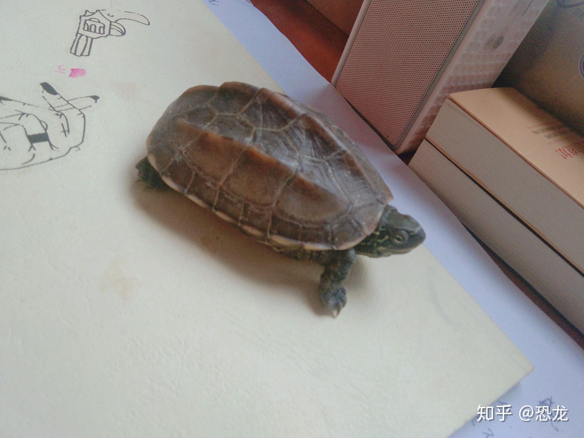 怎么养乌龟才能养的久 v2-c98eb84ff3d8bb1b4b535f721b12e91d_r.jpg
