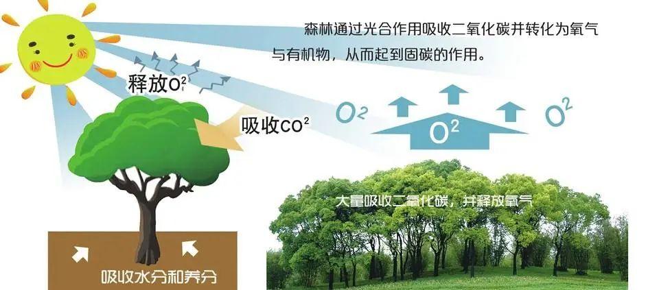 碳汇则是指森林植物吸收大气中的二氧化碳并将其固定在植被或土壤中