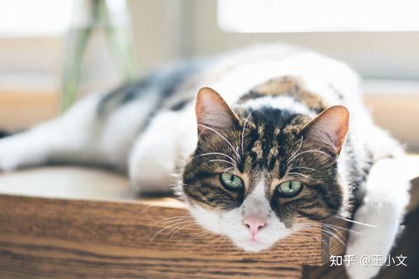 椰子油对猫的好处 知乎