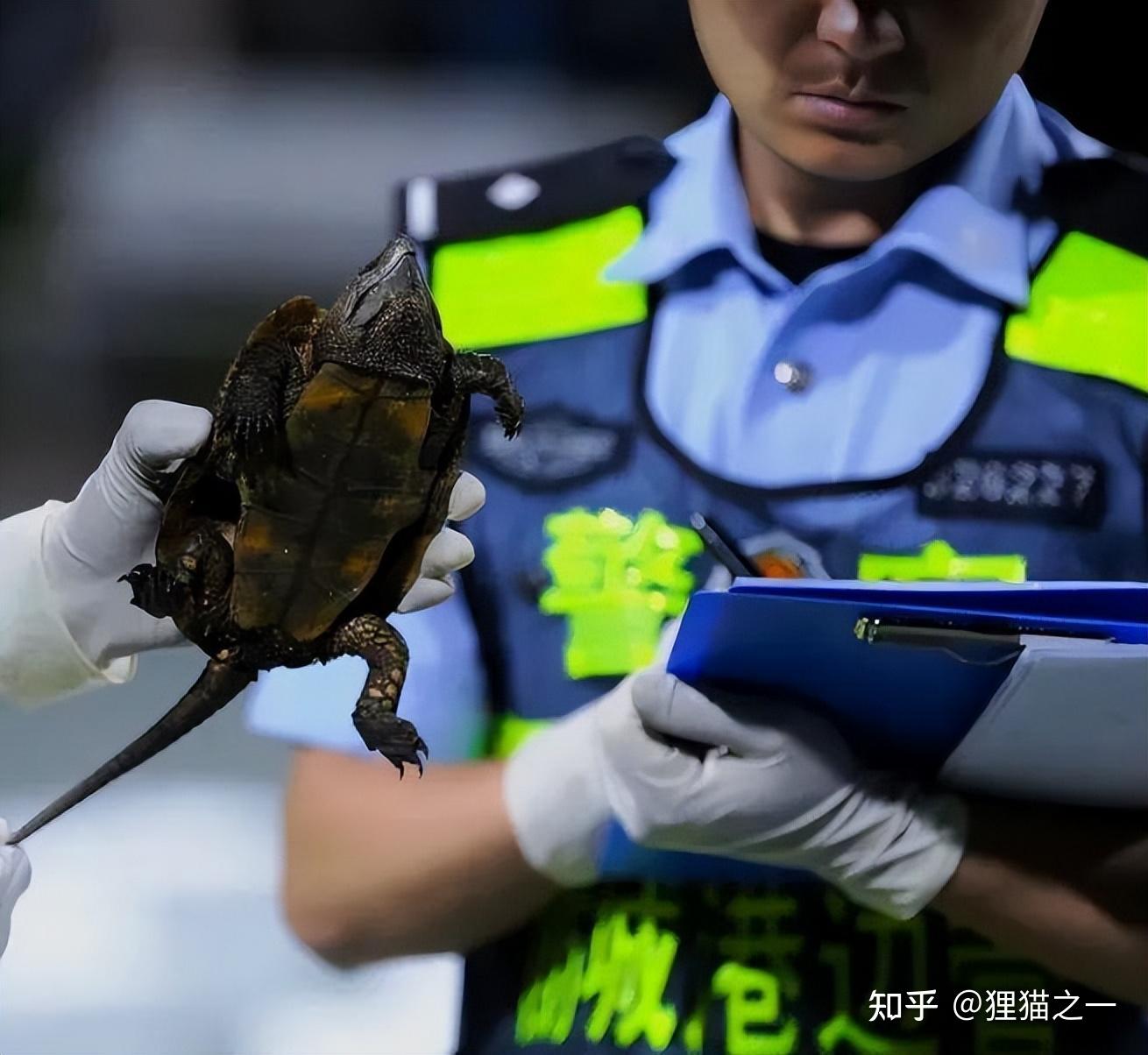 广西防城港民警查获68只国家二级保护动物鹰嘴龟