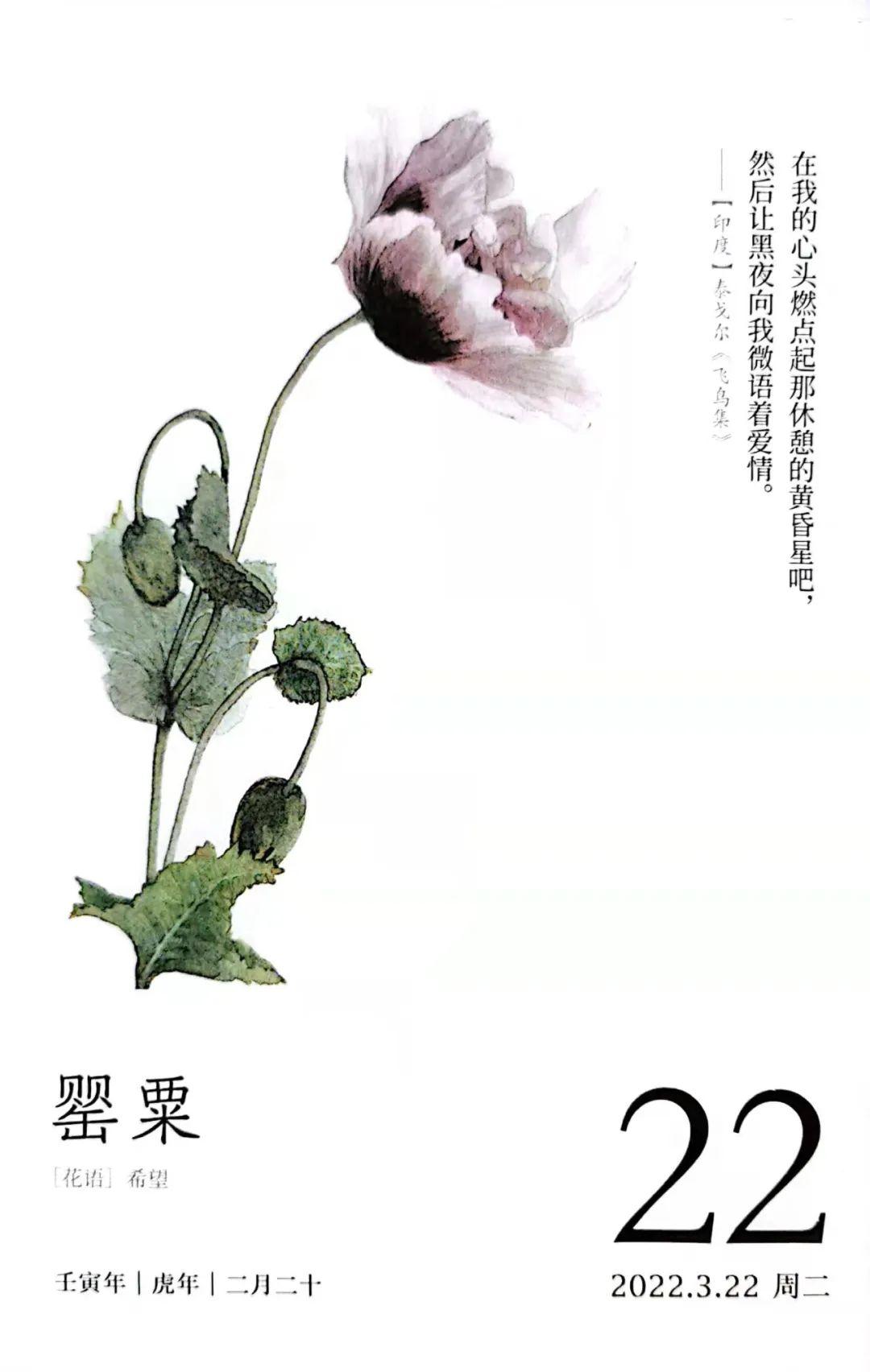 罂粟花花语文字图片