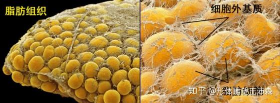 解析：脂芯SVF-gel脂肪胶是什么？它长什么样子？ - 知乎