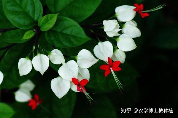 龙吐珠 花形奇特 犹如蟠龙吐珠 掌握花期调控技巧 四季开满盆 知乎