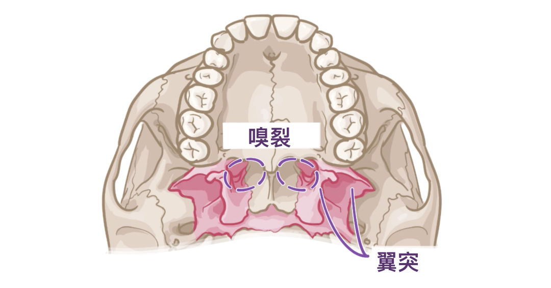 人体解剖学基础:颅底 - 知乎