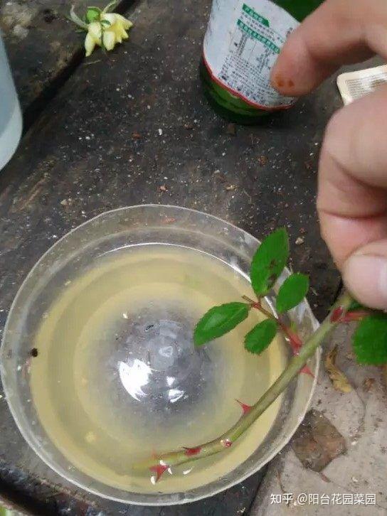春天扦插花自制生根水简单也好用生根快又壮省钱了