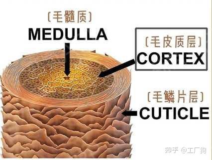 什么是马尾毛床垫,怎么选择高性价比床垫?